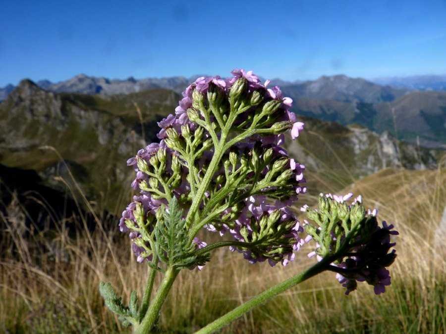 <i>Achillea millefolium</i> L. subsp. <i>sudetica</i> (Opiz) Oborny
