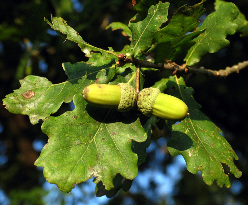 <i>Quercus robur</i> L. subsp. <i>robur</i>