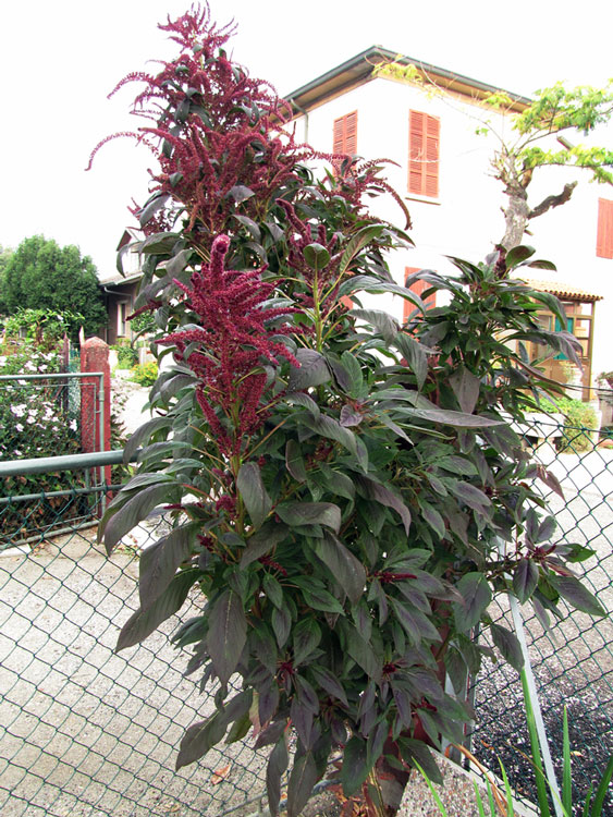 <i>Amaranthus hybridus</i> L. subsp. <i>hypochondriacus</i> (L.) Thell.
