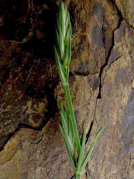 <i>Crucianella angustifolia</i> L.