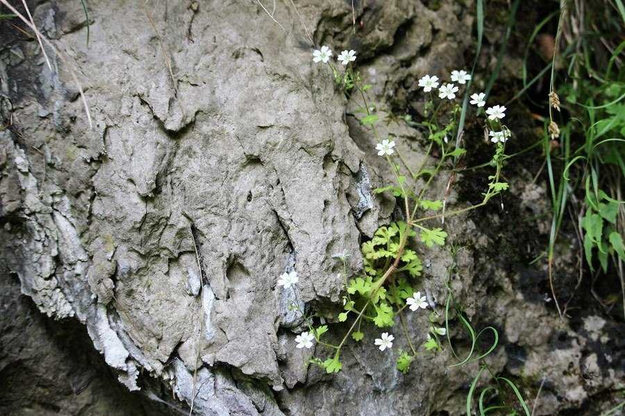 <i>Saxifraga petraea</i> L.