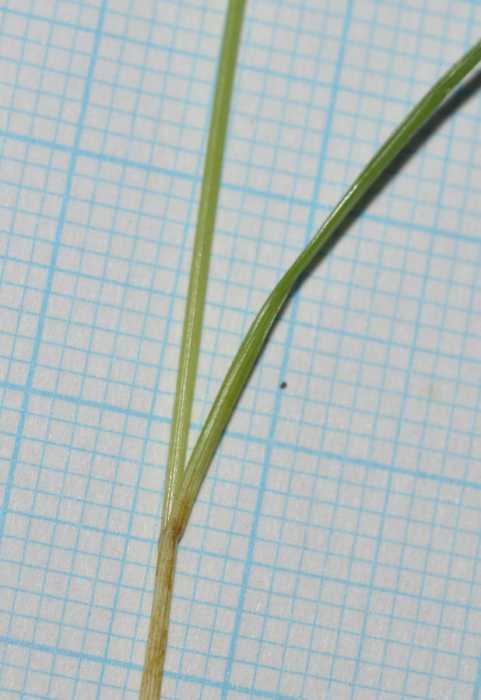 <i>Carex distachya</i> Desf.