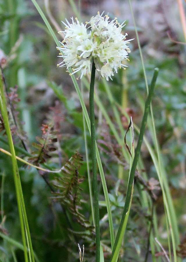 <i>Allium ochroleucum</i> Waldst. & Kit.