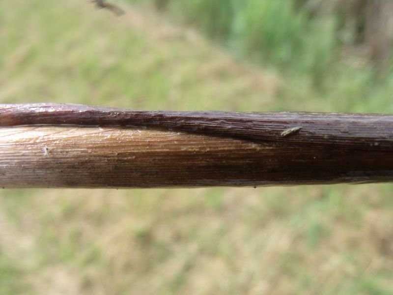 <i>Schoenoplectus lacustris</i> (L.) Palla