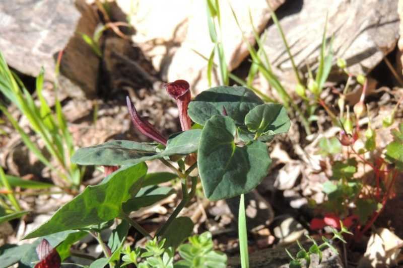 <i>Aristolochia tyrrhena</i> E.Nardi & Arrigoni