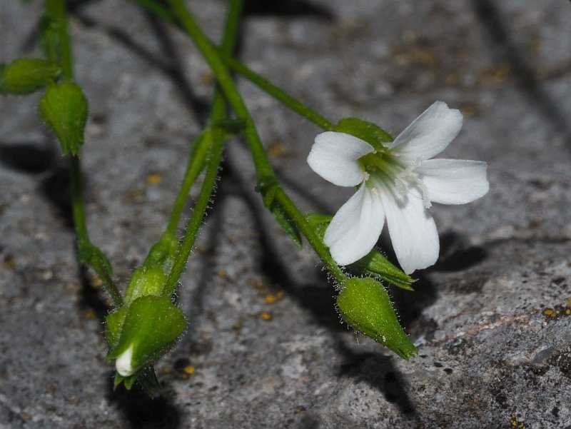 <i>Sabulina villarii</i> (Balb.) Rchb.