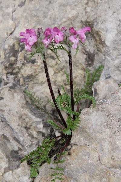 <i>Pedicularis rosea</i> Wulfen