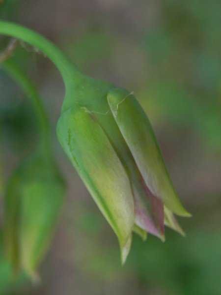<i>Allium siculum</i> Ucria