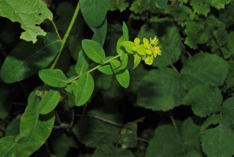 <i>Euphorbia illirica</i> Lam.
