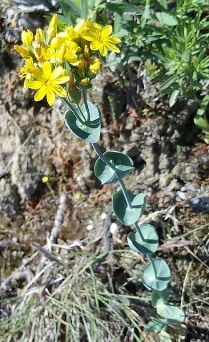 <i>Blackstonia perfoliata</i> (L.) Huds.