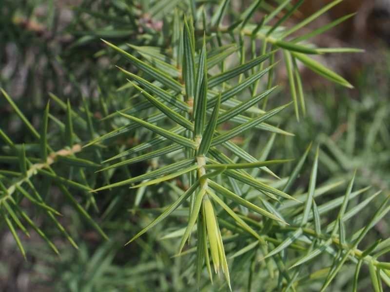 <i>Juniperus oxycedrus</i> L.