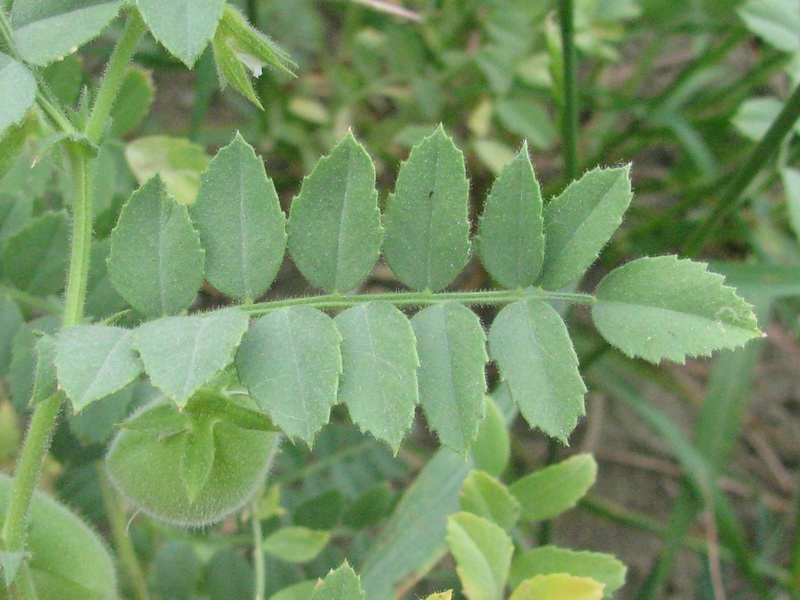 <i>Cicer arietinum</i> L. subsp. <i>arietinum</i>