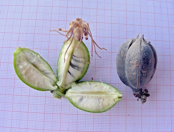<i>Agave angustifolia</i> Haw. subsp. <i>angustifolia</i>