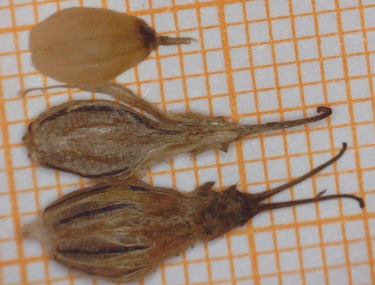 <i>Echinophora spinosa</i> L.