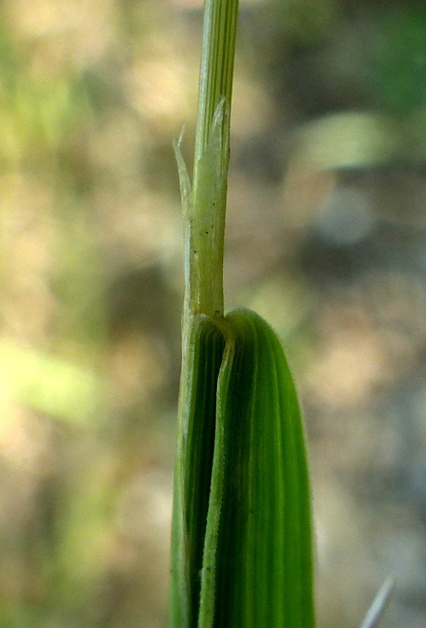 <i>Agrostis stolonifera</i> L.