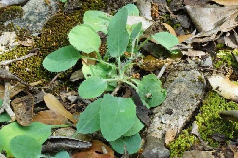 <i>Hieracium leiopogon</i> Gren. ex Verl. subsp. <i>iolai</i> (Arrigoni) Greuter