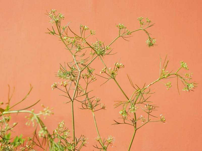 <i>Cyclospermum leptophyllum</i> (Pers.) Sprague ex Britton & P.Wilson