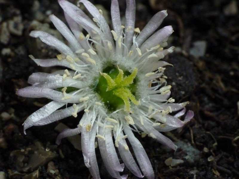 <i>Drosanthemum floribundum</i> (Haw.) Schwantes