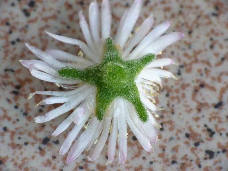 <i>Drosanthemum floribundum</i> (Haw.) Schwantes