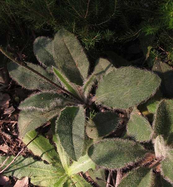 <i>Hieracium leiopogon</i> Gren. ex Verl. subsp. <i>leiopogon</i>