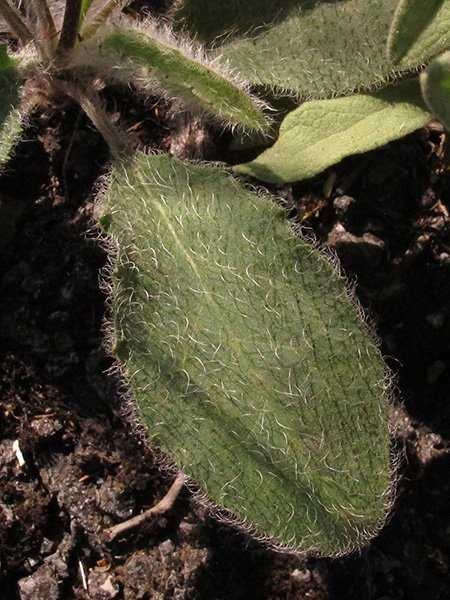 <i>Hieracium leiopogon</i> Gren. ex Verl. subsp. <i>leiopogon</i>