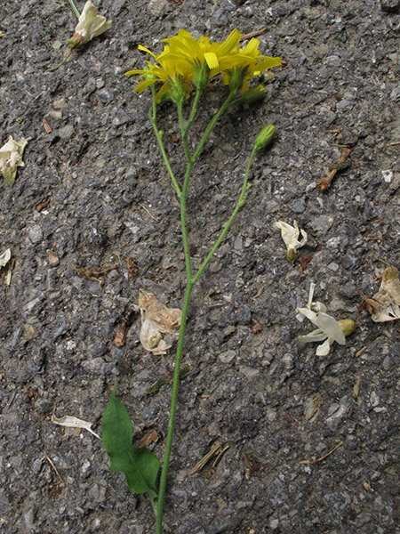<i>Hieracium umbrosum</i> Jord. subsp. <i>umbrosum</i>
