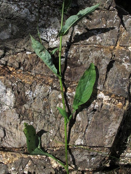 <i>Hieracium jurassicum</i> Griseb.