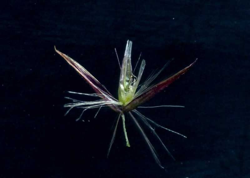 <i>Calamagrostis villosa</i> (Chaix) J.F.Gmel.