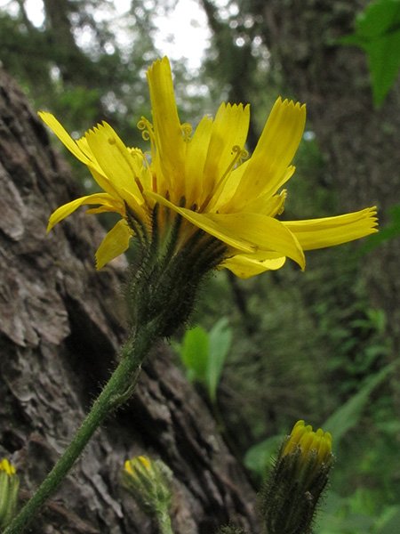 <i>Hieracium jurassicum</i> Griseb. subsp. <i>pseudojuranum</i> (Arv.-Touv.) Greuter