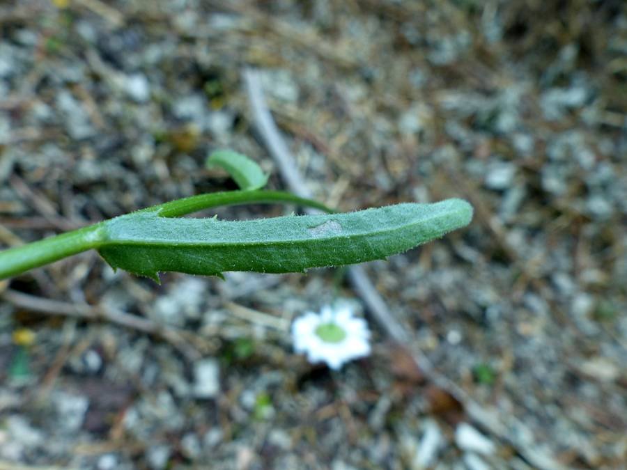 <i>Leucanthemum adustum</i> (W.D.J.Koch) Gremli subsp. <i>adustum</i>