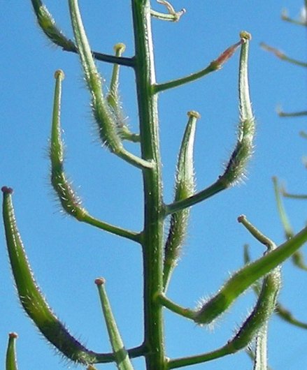 <i>Sinapis alba</i> L. subsp. <i>mairei</i> (H.Lindb.) Maire