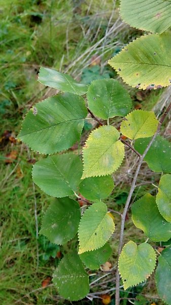 <i>Ulmus minor</i> Mill. subsp. <i>canescens</i> Bartolucci & Galasso