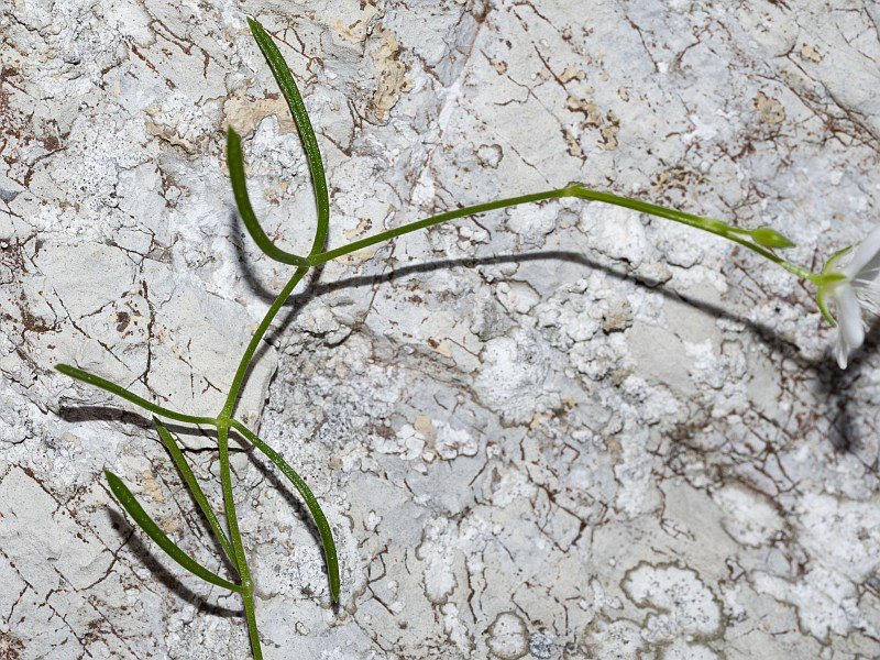 <i>Moehringia intermedia</i> (Loisel.) Panizzi