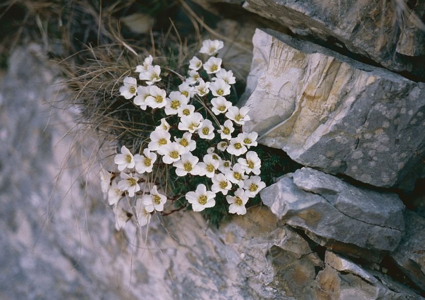 <i>Saxifraga burseriana</i> L.