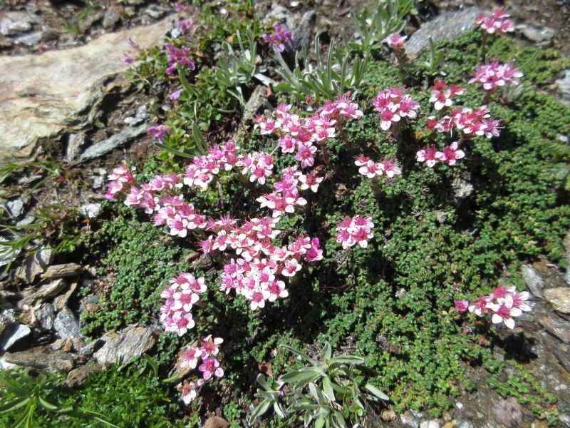<i>Saxifraga retusa</i> Gouan subsp. <i>augustana</i> (Vacc.) P.Fourn.