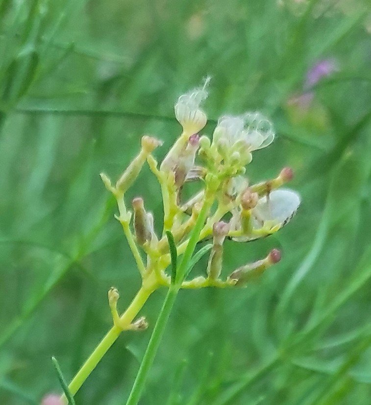 <i>Centranthus angustifolius</i> (Mill.) DC.
