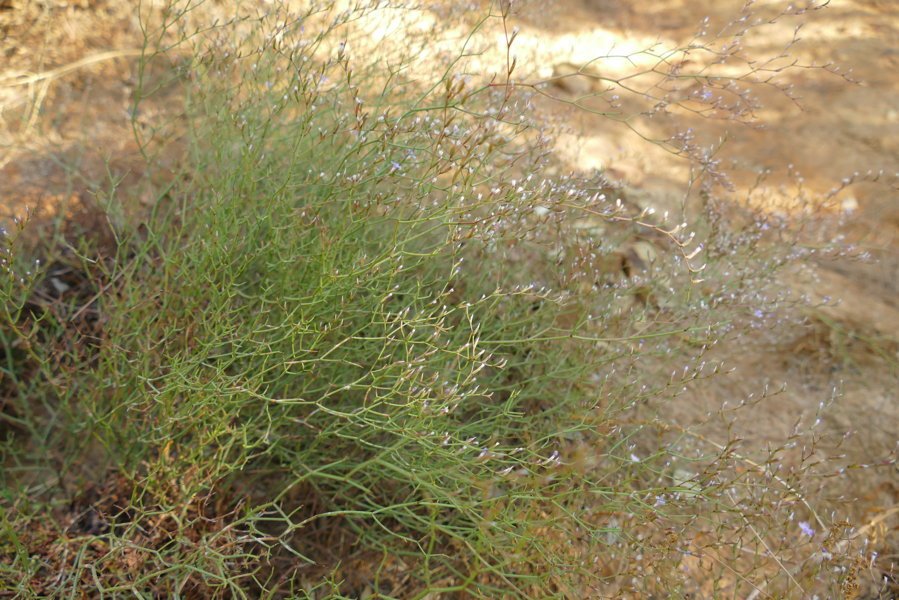 <i>Limonium merxmuelleri</i> Erben subsp. <i>merxmuelleri</i>