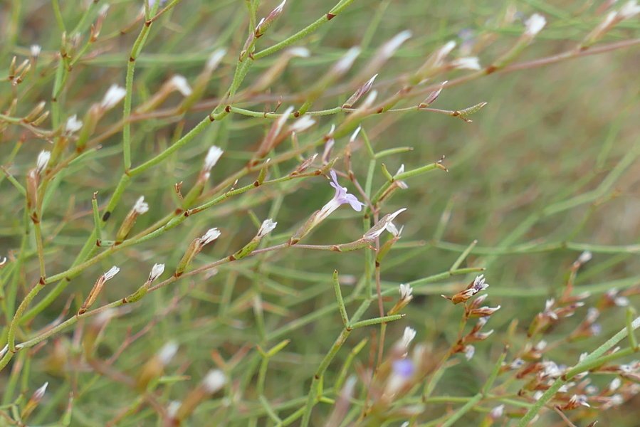 <i>Limonium merxmuelleri</i> Erben subsp. <i>merxmuelleri</i>