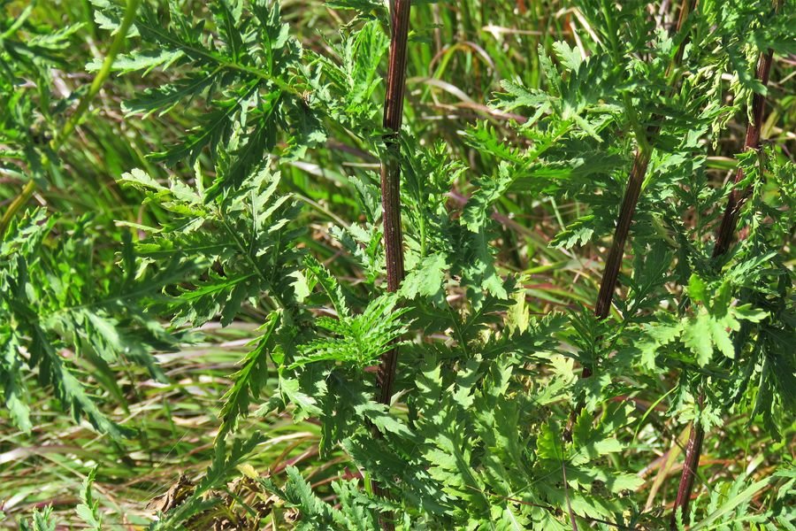 <i>Tanacetum vulgare</i> L. subsp. <i>vulgare</i>