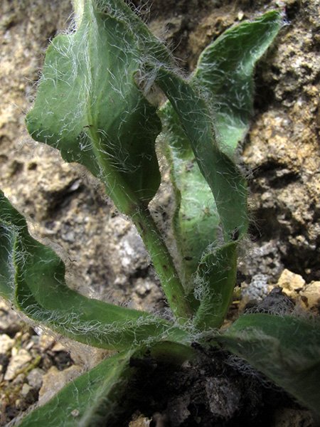 <i>Hieracium pamphilii</i> Arv.-Touv.