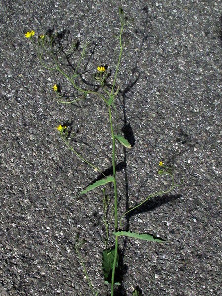 <i>Hieracium jurassicum</i> Griseb. subsp. <i>constrictiforme</i> (Zahn) Greuter