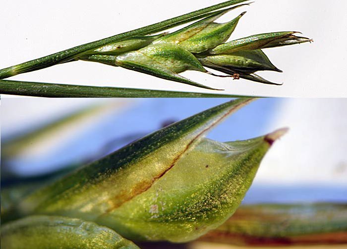 <i>Carex distachya</i> Desf.