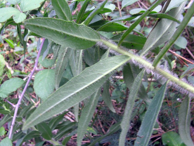 <i>Hieracium umbellatum</i> L.