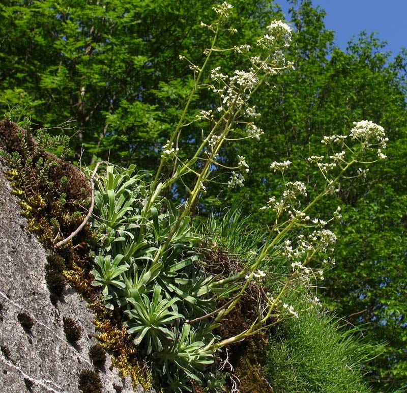 <i>Saxifraga hostii</i> Tausch subsp. <i>hostii</i>
