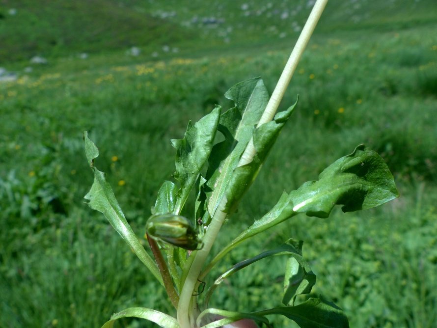 <i>Taraxacum cucullatum</i> Dahlst.
