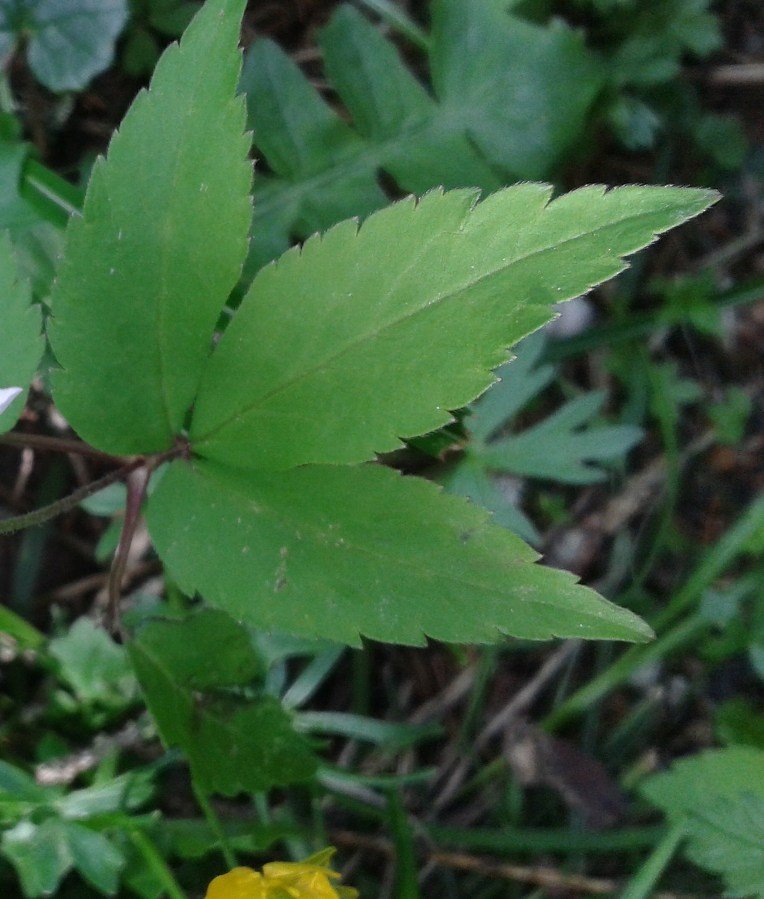 <i>Anemonoides trifolia</i> (L.) Holub subsp. <i>trifolia</i>
