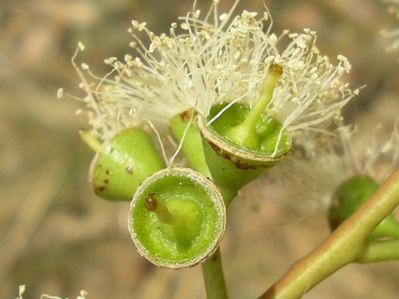 <i>Eucalyptus camaldulensis</i> Dehnh. subsp. <i>camaldulensis</i>