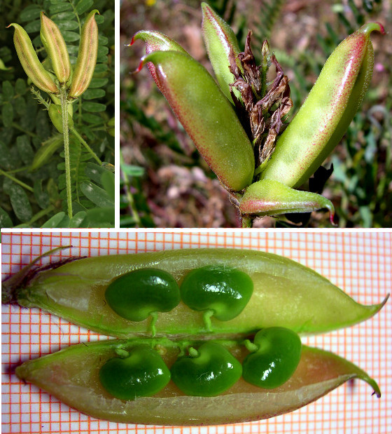 <i>Astragalus boeticus</i> L.
