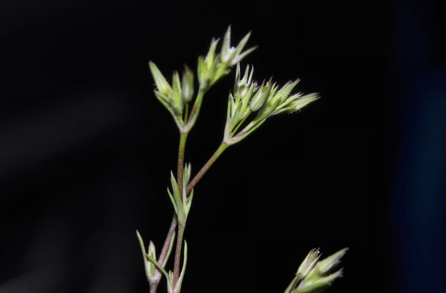 <i>Sabulina mediterranea</i> (Ledeb. ex Link) Rchb. subsp. <i>mediterranea</i>