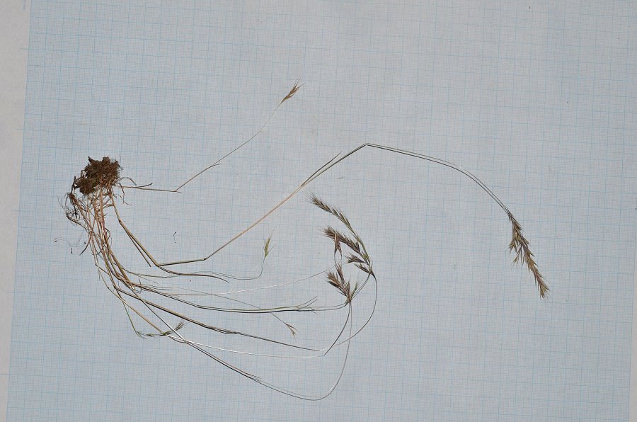 <i>Festuca danthonii</i> Asch. & Graebn. subsp. <i>danthonii</i>